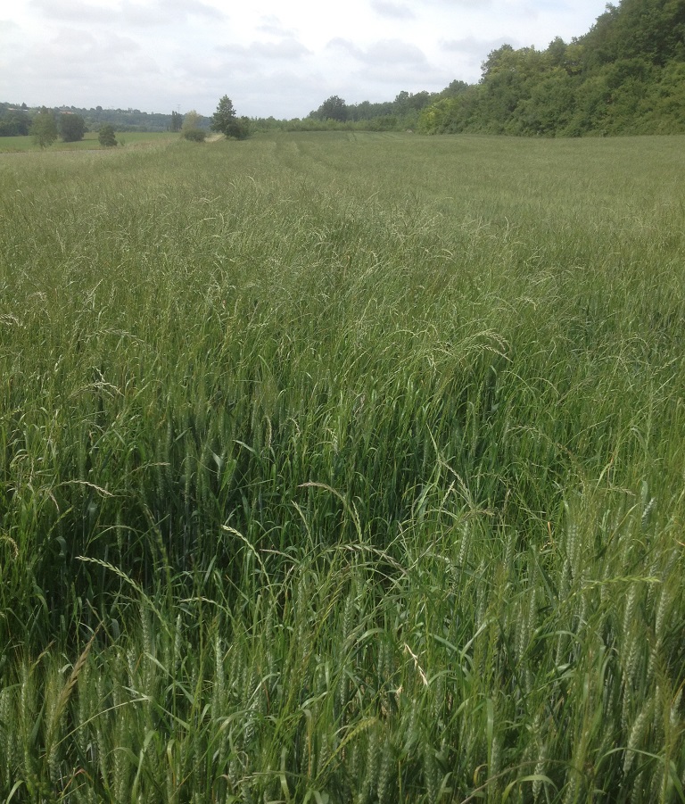 blé 1.jpg