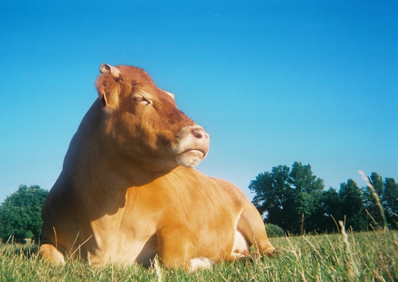 pause au soleil.jpg